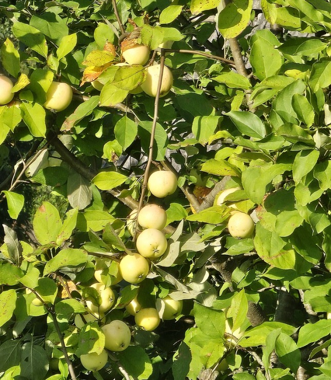 100 bildēs divu dienu pārgājiens ar 112 km maršrutu Rīga - Vidzeme - Zemgale - Sēlija 358325