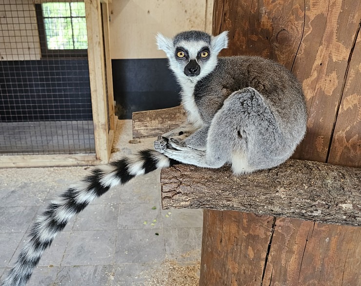 «Rakšu» brīvdabas ZOO tagad piedāvā lemurus un ķengurus 358538