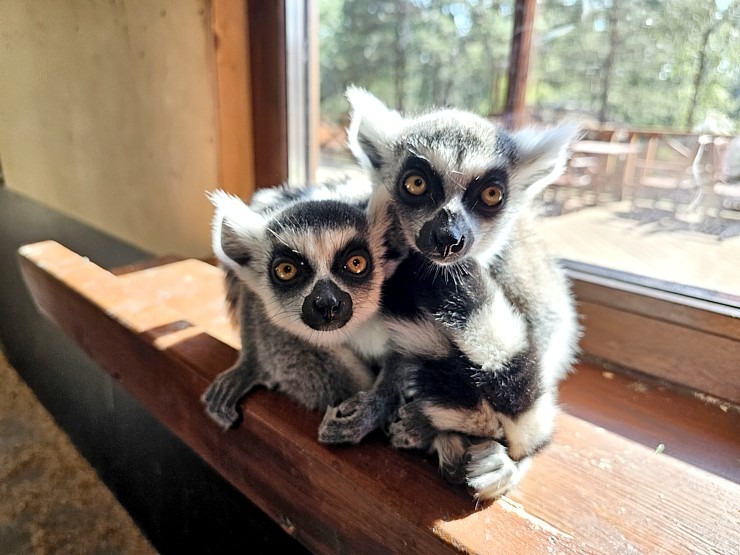 «Rakšu» brīvdabas ZOO tagad piedāvā lemurus un ķengurus 358539