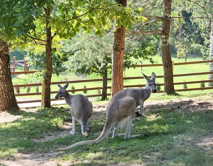 «Rakšu» brīvdabas ZOO tagad piedāvā lemurus un ķengurus 358553