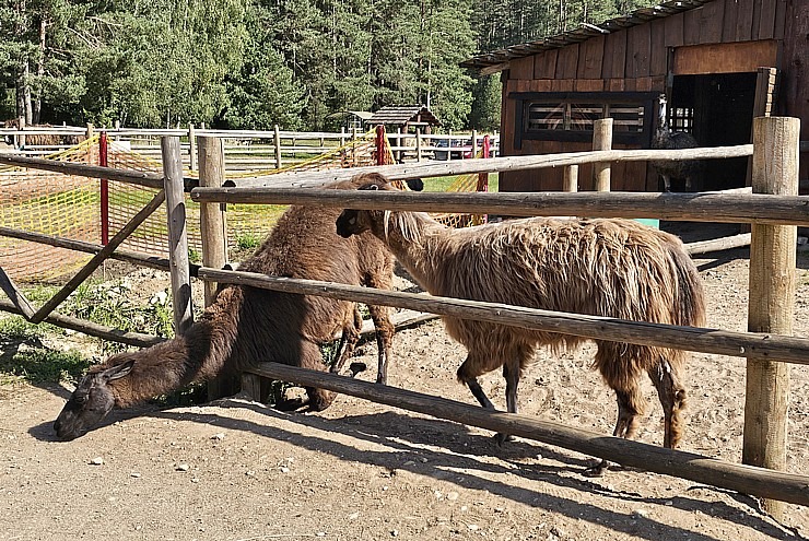 Travelnews.lv apmeklē «Rakšu» brīvdabas ZOO Cēsu novadā 358568