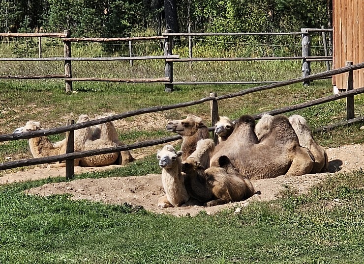 Travelnews.lv apmeklē «Rakšu» brīvdabas ZOO Cēsu novadā 358572