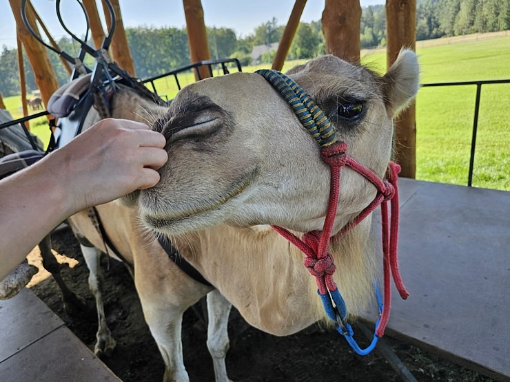 Travelnews.lv apmeklē «Rakšu» brīvdabas ZOO Cēsu novadā 358575