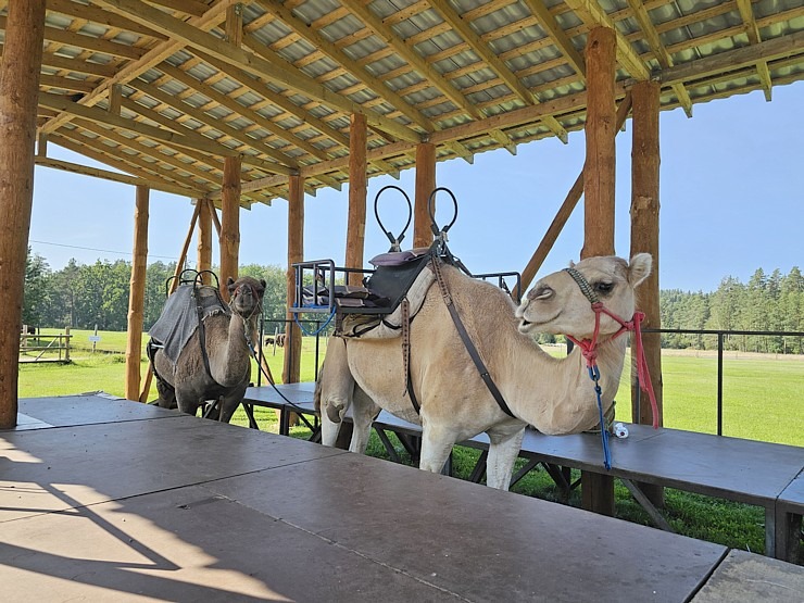 Travelnews.lv apmeklē «Rakšu» brīvdabas ZOO Cēsu novadā 358576