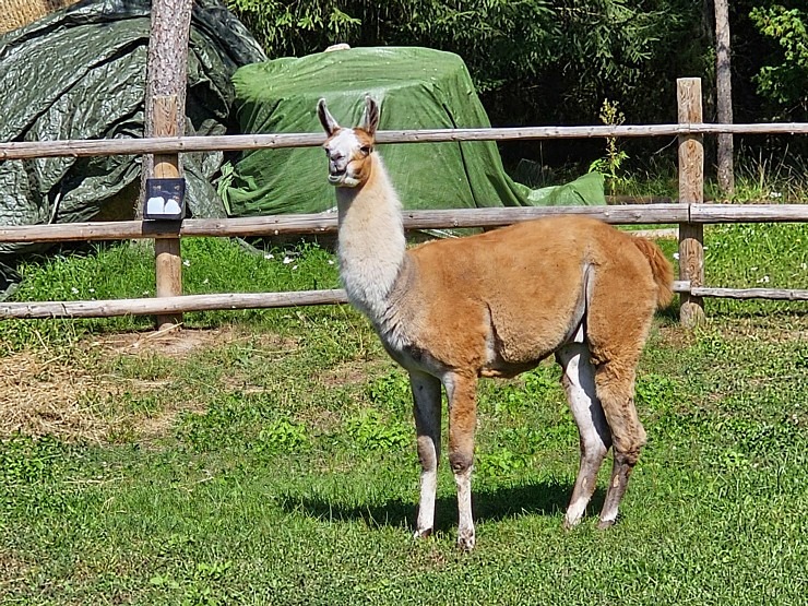 Travelnews.lv apmeklē «Rakšu» brīvdabas ZOO Cēsu novadā 358577