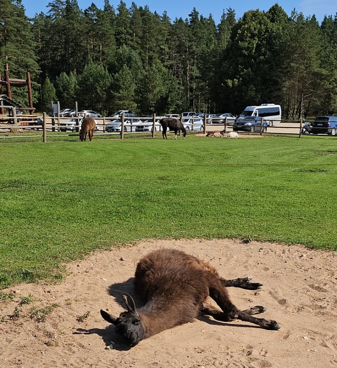 Travelnews.lv apmeklē «Rakšu» brīvdabas ZOO Cēsu novadā 358582