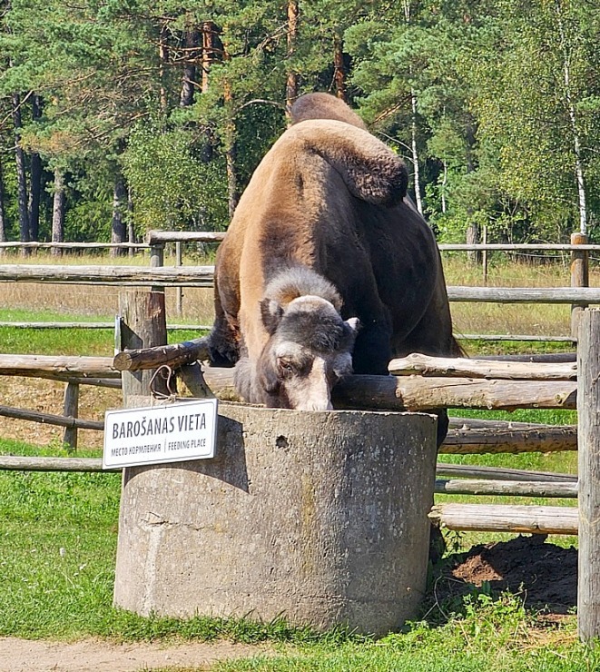 Travelnews.lv apmeklē «Rakšu» brīvdabas ZOO Cēsu novadā 358586