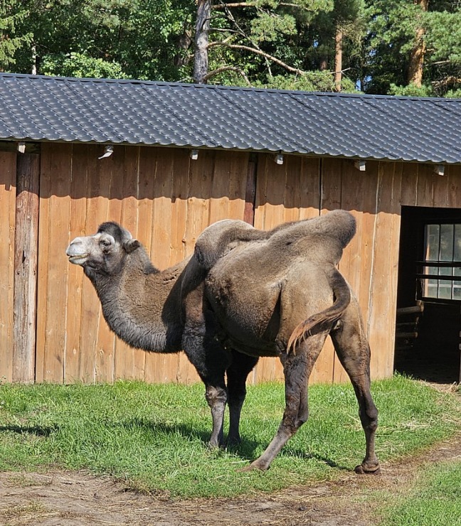 Travelnews.lv apmeklē «Rakšu» brīvdabas ZOO Cēsu novadā 358565