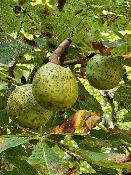 Dodamies pārgājienā pa Līgatnes dabas takām un lūkojam daudzās alas 358950