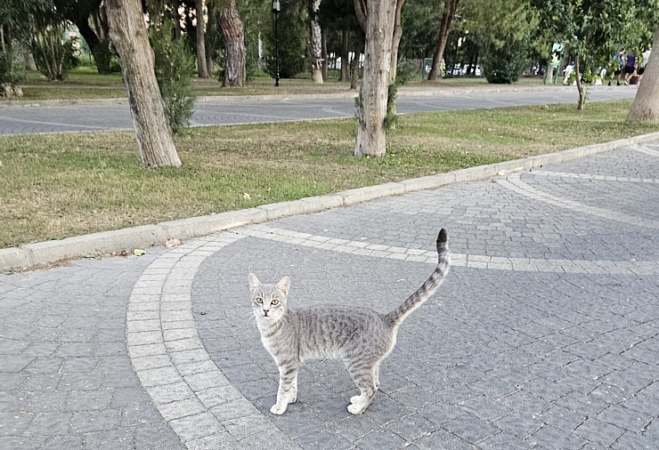 «Ali Bey Club Park Manavgat»: Vai zini kāpēc gandrīz katrā Turcijas viesnīcā dzīvo kaķi? Atbilde: tāpēc, ka kaķi padzen čūskas un negantos zirnekļus.  362598