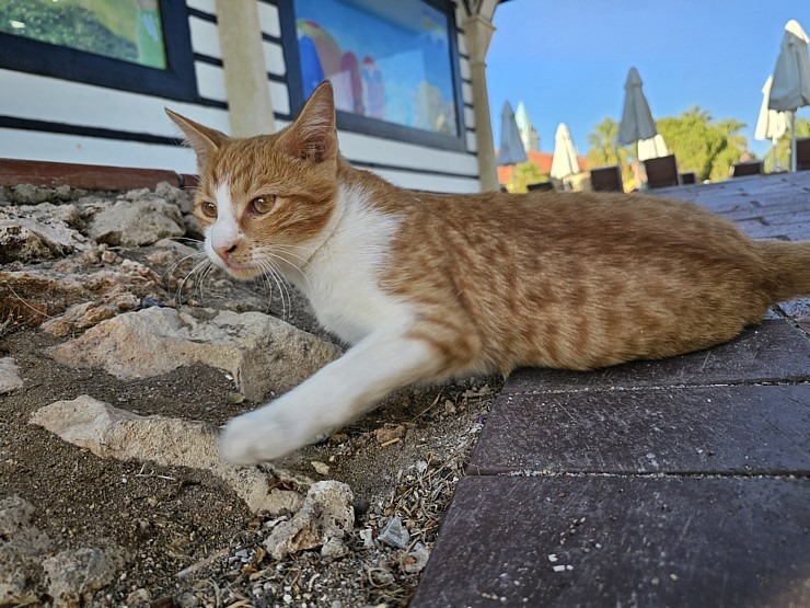 «Ali Bey Club Park Manavgat»: Vai zini kāpēc gandrīz katrā Turcijas viesnīcā dzīvo kaķi? Atbilde: tāpēc, ka kaķi padzen čūskas un negantos zirnekļus.  362602