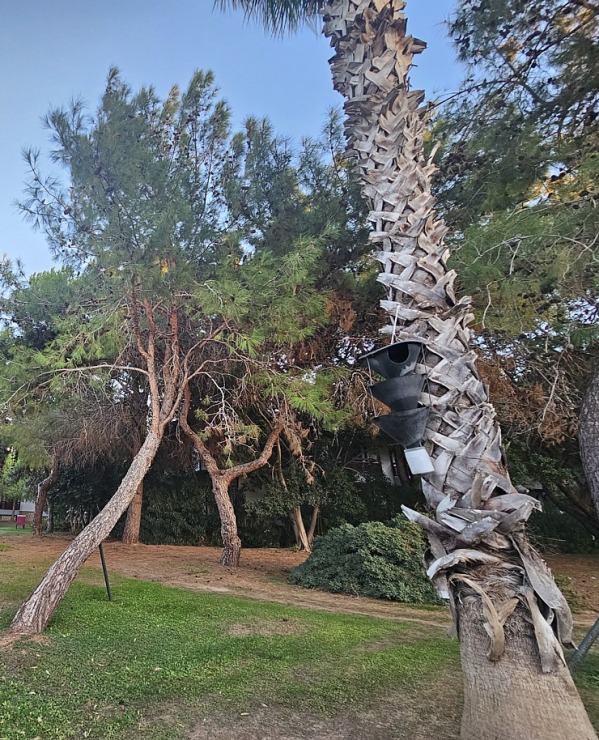 Turcijas viesnīcas «Ali Bey Club Park Manavgat» teritorijā viesis jūtas kā botāniskā dārzā 362880