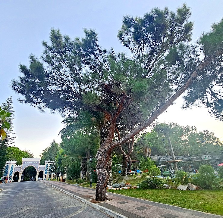 Turcijas viesnīcas «Ali Bey Club Park Manavgat» teritorijā viesis jūtas kā botāniskā dārzā 362882