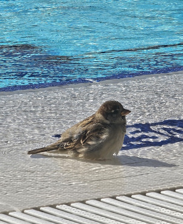 Turcijas viesnīca «Ali Bey Club Park Manavgat» piedāvā dažādas ūdens temperatūras baseinus 362899