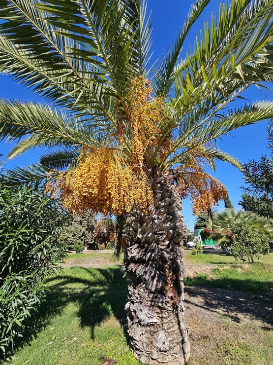 Turcijas viesnīca «Ali Bey Club Park Manavgat» piedāvā ēdienreizēs dažādas gardas uzkodas 363375