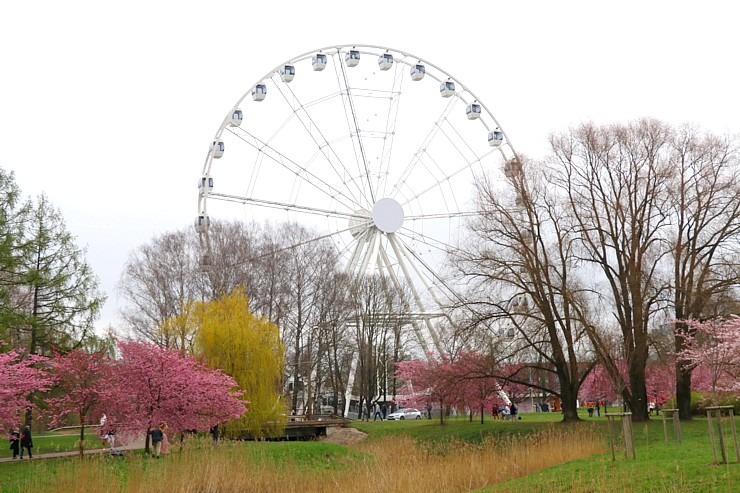 Pārdaugavā pie Rīgas Panorāmas rata sācies krāšņais sakuru ziedēšanas laiks 370233