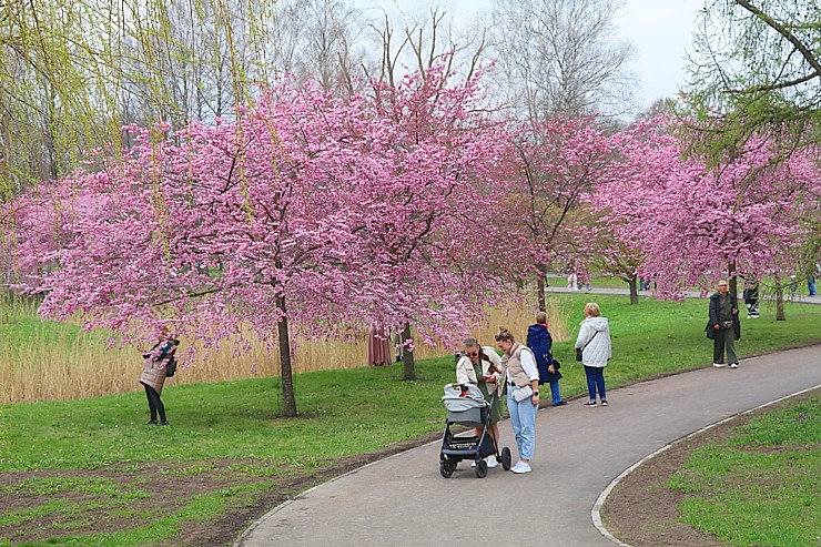 Pārdaugavā pie Rīgas Panorāmas rata sācies krāšņais sakuru ziedēšanas laiks 370224