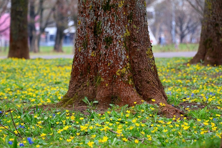Pārdaugavā pie Rīgas Panorāmas rata sācies krāšņais sakuru ziedēšanas laiks 370249