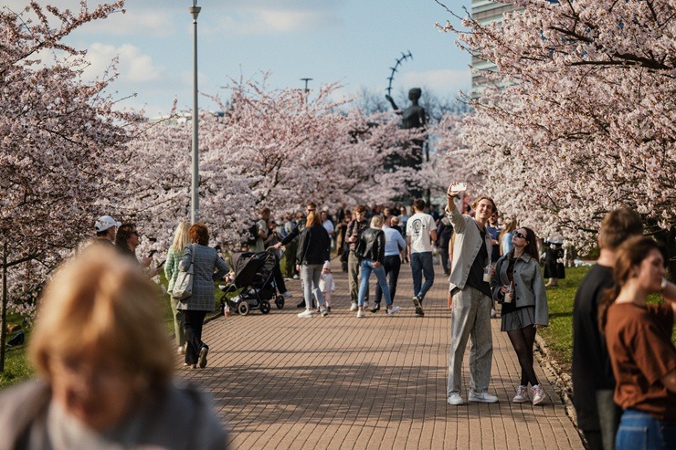 Kad Lietuvas galvaspilsētu Viļņu krāšņo ziedošās sakuras 370533