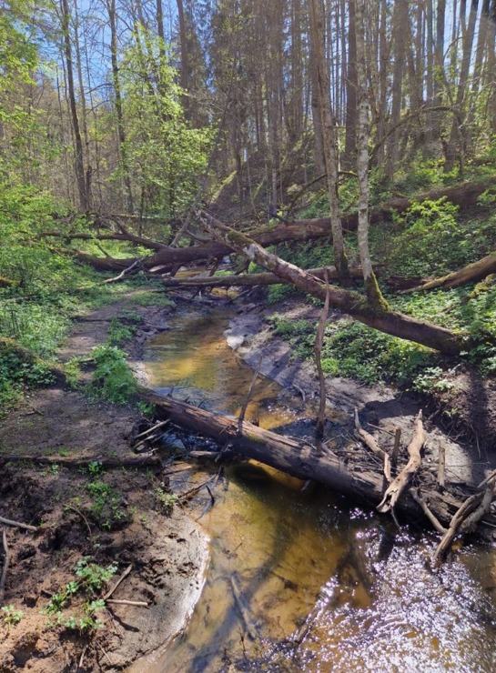 Pārgājiens starp diviem alus brūžiem - no Valmiermuižas līdz Brenguļiem - gar Gauju un Abulu. Foto: Inese Šīrava Pārgājiens starp diviem alus brūžiem - no Valmiermuižas līdz Brenguļiem - gar Gauju un Abulu. Foto: Inese Šīrava 370793