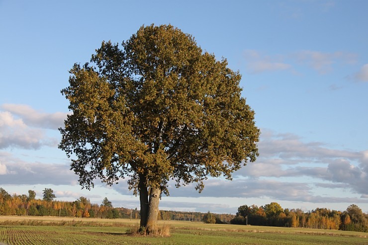 Sadarbībā ar auto nomu «SIXT Latvija» apceļojam Kurzemi un Zemgali - Kia Sportage no 28 eiro dienā 380705