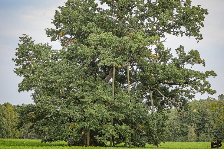 Vietas ar senvēsturi un mistiku Tukuma apkārtnē 380798