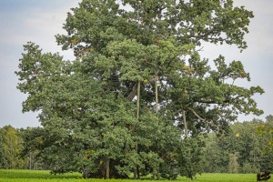 Vietas ar senvēsturi un mistiku Tukuma apkārtnē 10
