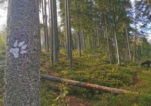 Vietas ar senvēsturi un mistiku Tukuma apkārtnē 12