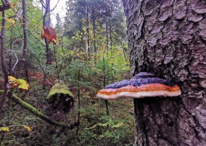 Vietas ar senvēsturi un mistiku Tukuma apkārtnē 14