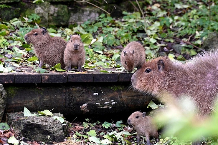 Te nu viņi ir - Rīgas ZOO mazie kapibarēni 380953