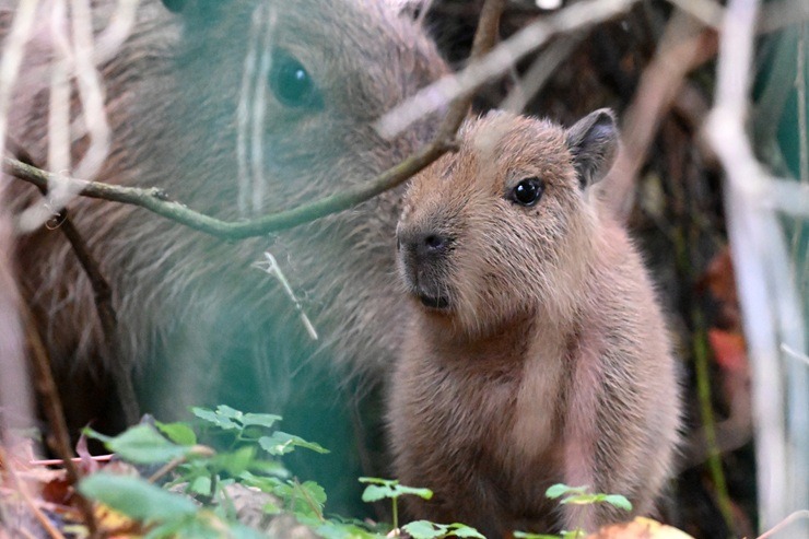 Te nu viņi ir - Rīgas ZOO mazie kapibarēni 380954