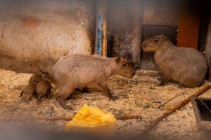 Te nu viņi ir - Rīgas ZOO mazie kapibarēni 2