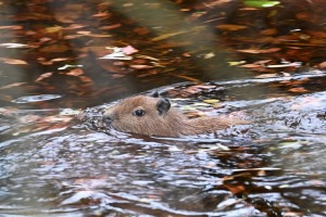 Te nu viņi ir - Rīgas ZOO mazie kapibarēni 7