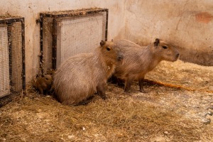 Te nu viņi ir - Rīgas ZOO mazie kapibarēni 9