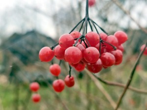Ar 486 zirgspēku jaudīgo « Xpeng G6 » dodamies uz Latgales laukiem. Sadarbībā ar Autobrava 11