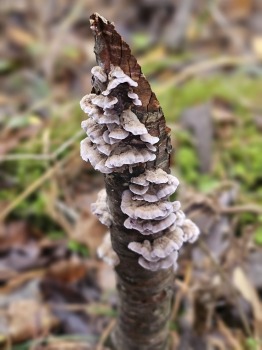 Ar 486 zirgspēku jaudīgo « Xpeng G6 » dodamies uz Latgales laukiem. Sadarbībā ar Autobrava 13