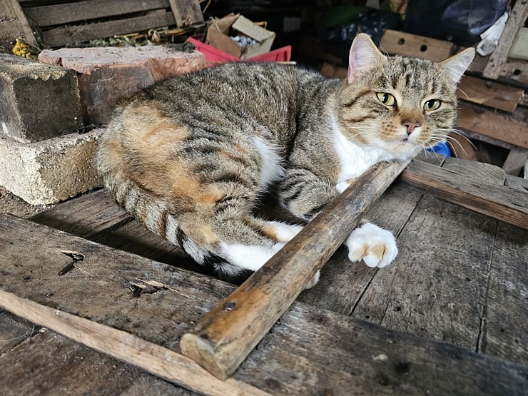 Sadarbībā ar auto nomu «SIXT Latvija» apceļojam Latviju - Toyota Hilux no 53 eiro dienā 381101