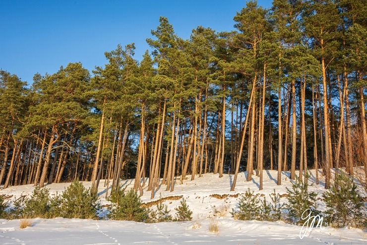 Saulaina ziemas diena Saulkrastos fotogrāfes Gitas Memmēnas skatījumā 384925