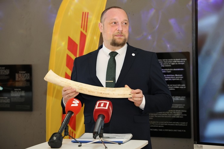 Rīgas Nacionālajā zooloģiskajā dārzā notiek kuprvaļa skeleta ekspozīcijas atklāšana 386621