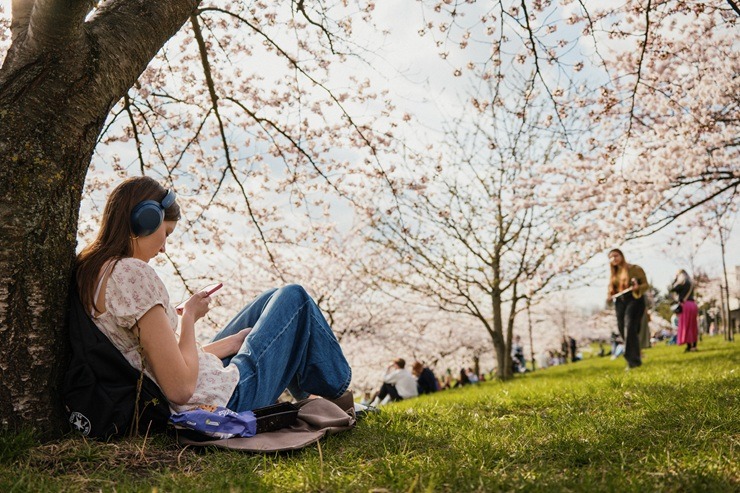 Lietuvas galvaspilsētu rotā krāšņās sakuras 390391