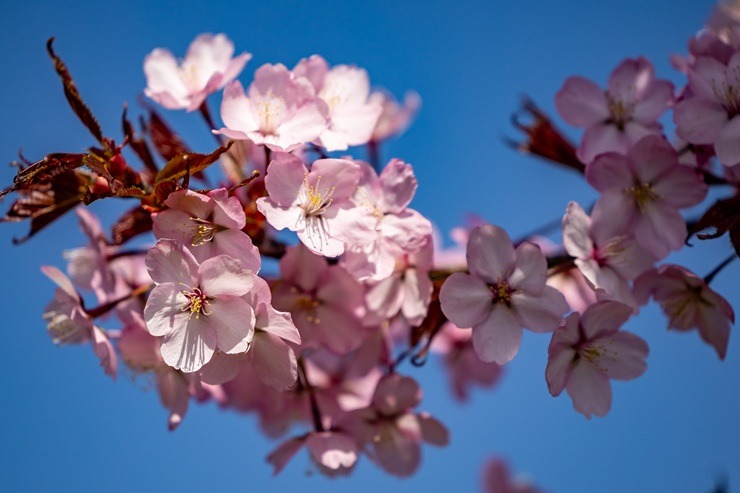 Lietuvas galvaspilsētu rotā krāšņās sakuras 390380