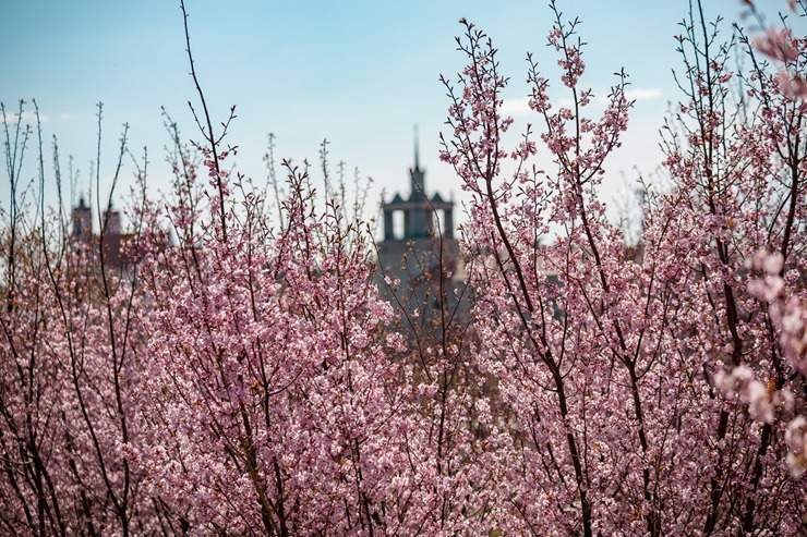 Lietuvas galvaspilsētu rotā krāšņās sakuras 390385