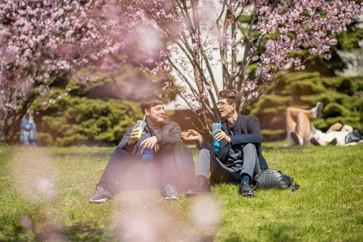 Lietuvas galvaspilsētu rotā krāšņās sakuras 390386