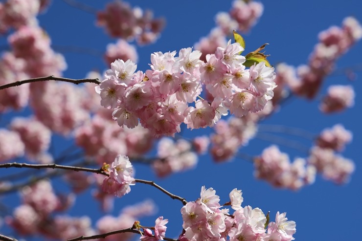 Rīgā, Uzvaras parkā, sāk ziedēt sakuras 390643