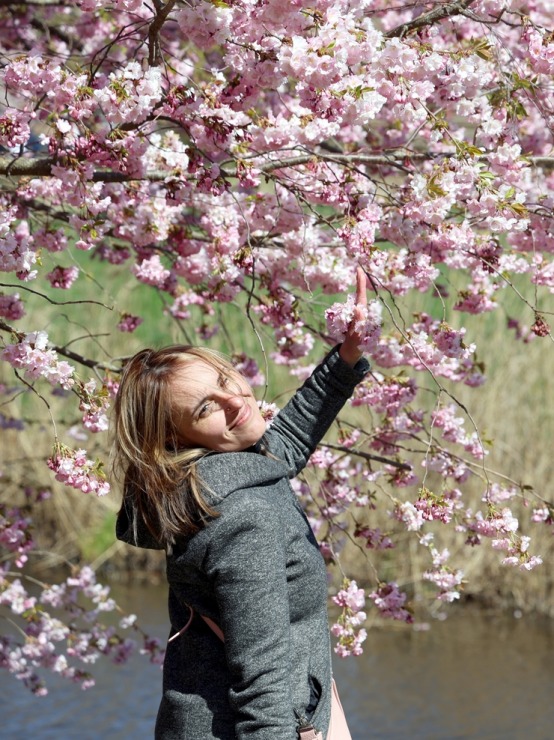 Rīgā, Uzvaras parkā, sāk ziedēt sakuras 390652