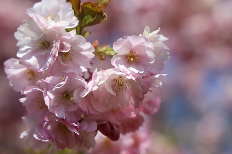 Rīgā, Uzvaras parkā, sāk ziedēt sakuras 390653