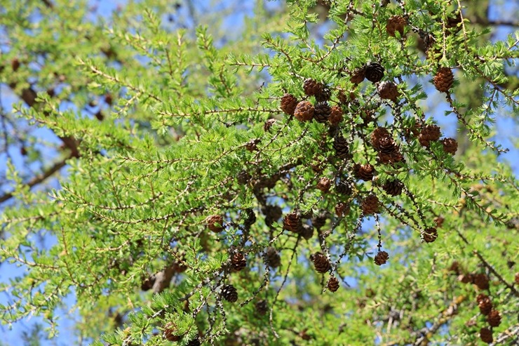 Rīgā, Uzvaras parkā, sāk ziedēt sakuras 390655