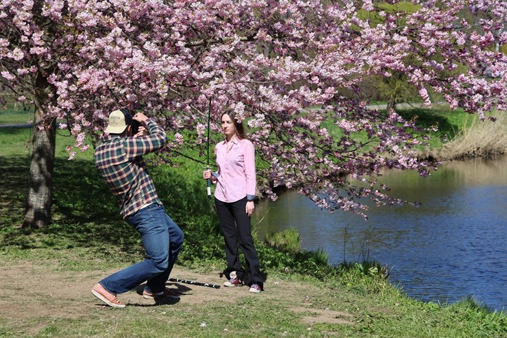Rīgā, Uzvaras parkā, sāk ziedēt sakuras 390656