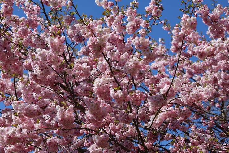 Rīgā, Uzvaras parkā, sāk ziedēt sakuras 390658