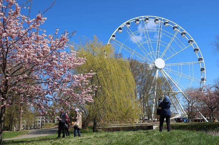 Rīgā, Uzvaras parkā, sāk ziedēt sakuras 390644
